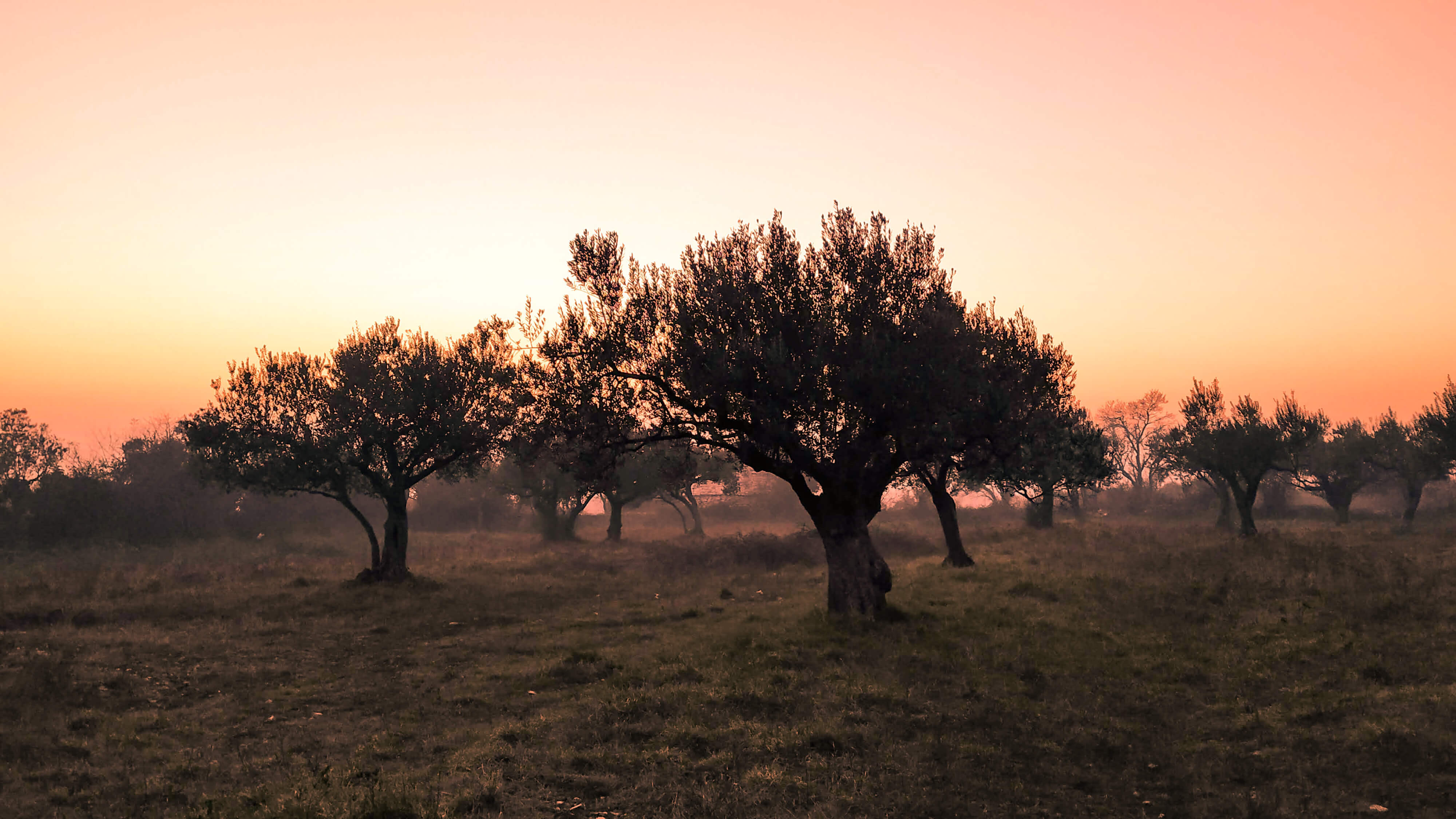 Oliveira da Serra Gourmet